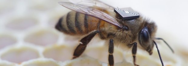 Honey bees with ‘backpacks’