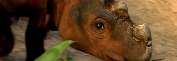 Last U.S. Sumatran rhino on mating mission