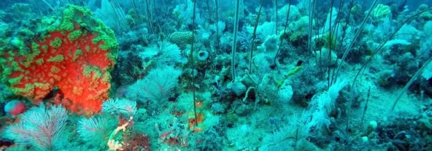 Underwater discovery rivals Great Barrier Reef