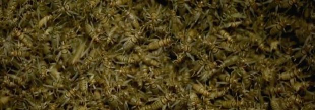 Bugging out: America’s first edible cricket farm