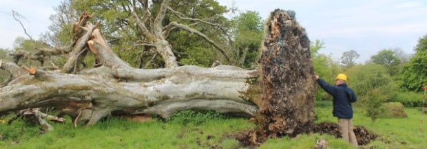 Uprooted tree reveals 1,000-year-old skeleton